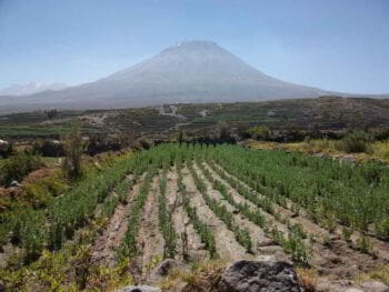 Estudios sobre la agricultura en el Perú