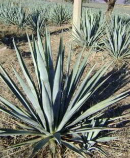 Costos basados en actividades en la Granja Henequenera Amado Cuellar