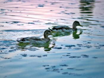 2 principios universales para la gerencia del Siglo XXI 2 principios universales para la gerencia del Siglo XXI