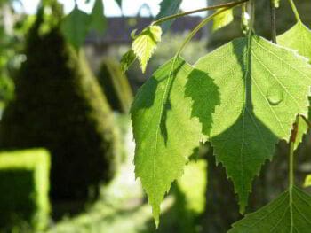 Pensamientos sobre globalización de Fritjof Capra Pensamientos sobre globalización de Fritjof Capra