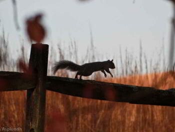 Capacidades y destrezas del emprendedor del siglo XXI