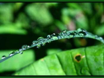 La organización ASE: armonía, simplicidad y equilibrio para la excelencia La organización ASE: armonía, simplicidad y equilibrio para la excelencia