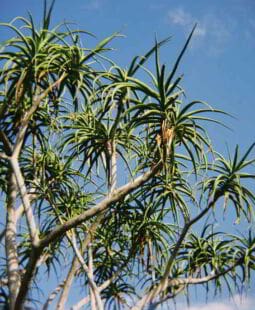 Estudio sobre las propiedades del aloe