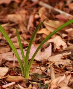 Crecimiento y reducción de la pobreza en latinoamérica