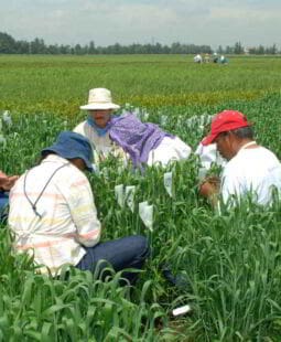 Propuestas de la red de políticas de empleo en Perú