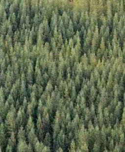 Incentivos para el manejo de bosques en Loreto Perú