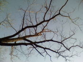 Neurociencias y neuromarketing en la teoría económica Neurociencias y neuromarketing en la teoría económica