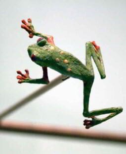 Prospectiva del mundo basada en la biodiversidad y el conocimiento