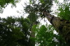 Desarrollo y manejo de bosques secundarios latifoliados