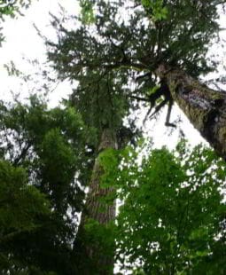 Desarrollo y manejo de bosques secundarios latifoliados