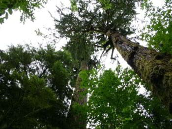 Desarrollo y manejo de bosques secundarios latifoliados