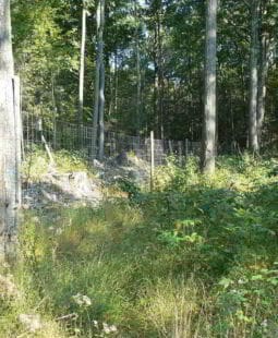 Plan de manejo forestal y silvicultura en la región de Guazapa y Tenancingo El Salvador
