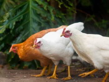 El método Delphi El método Delphi