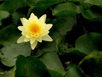 Inteligencia emocional y alfabetización emocional