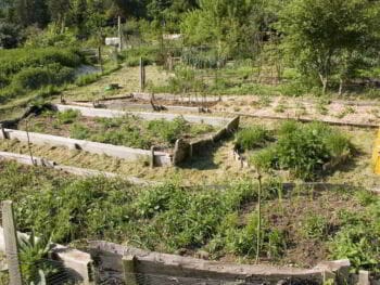 Desarrollo sostenible y corredores biológicos en zonas de amortiguamiento