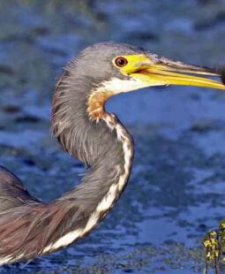 CBM a nivel local para conservar la biodiversidad