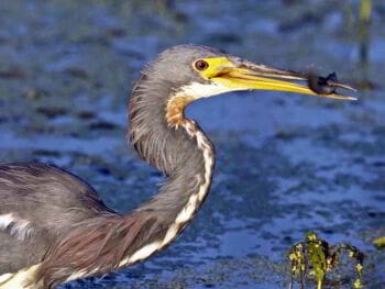 CBM a nivel local para conservar la biodiversidad