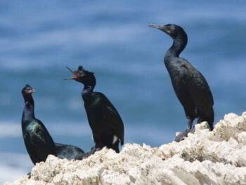 Las tres leyes del cambio Las tres leyes del cambio