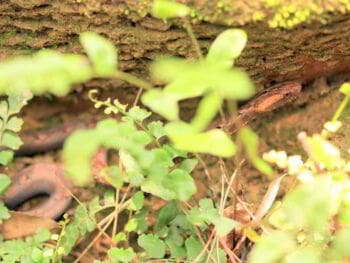 Diagnostico de capacidad de uso publico DCUP de la reserva científica Ebano Verde
