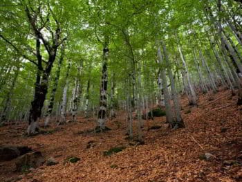 Valorización hídrica del Parque Nacional José del Carmen Ramírez