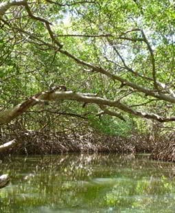 Gestión del parque nacional Los Andes CATIE-FIADES El Salvador