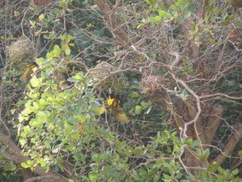 Análisis estratégico situacional AES de la reserva científica Ebano Verde