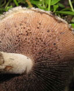 Utilización de residuos forestales