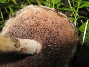 Utilización de residuos forestales