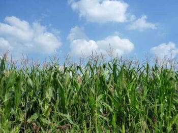 Investigaciones agropecuarias, un enfoque medioambiental