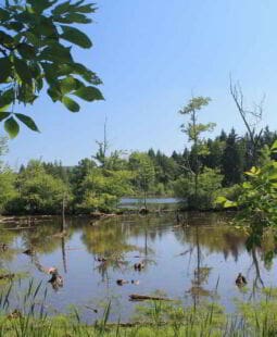Mercadeo ambiental y educación ambiental