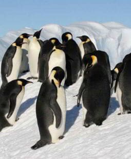 Forma de gobierno de la empresa familiar