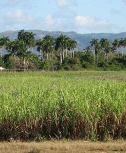 Seis sigma aplicada al cultivo de la caña de azúcar.