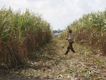Gestión de proyectos en empresas cubanas del sector agrícola