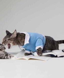 Acoso moral y jerarquía psicópata en la empresa