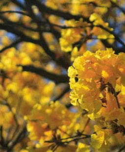 Célula social, comunidade e o ambiente natural
