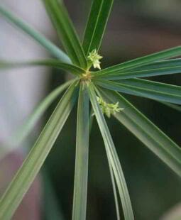 Matriz creativa o morfológica de Fritz Zwicky