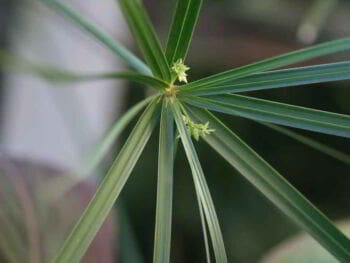 Matriz creativa o morfológica de Fritz Zwicky Matriz creativa o morfológica de Fritz Zwicky