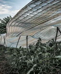 Costos por actividades en unidades básicas de producción cooperativa