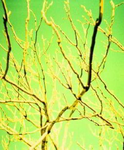 Organigrama familiar para el buen funcionamiento del hogar