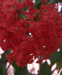 La empatía y la inteligencia emocional