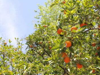 Recuperación de la inversión en la gestión de la innovación Recuperación de la inversión en la gestión de la innovación