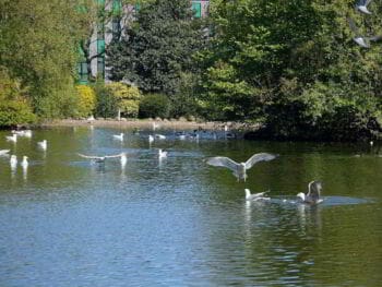 Metodología de estudio de la fauna silvestre