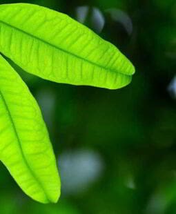 Fomento de la ética ambiental