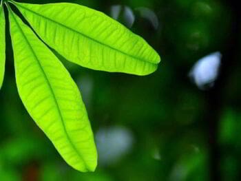 Fomento de la ética ambiental Fomento de la ética ambiental