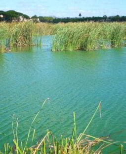 Modelo de compensación ambiental para un parque natural en República Dominicana