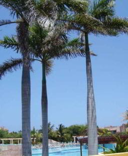 Sistema de gestión medioambiental del Hotel NH Kristal Laguna Cayo Coco