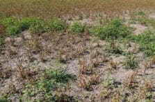 Degradación de la cobertura vegetal en el municipio Sierra de Cubitas. Cuba
