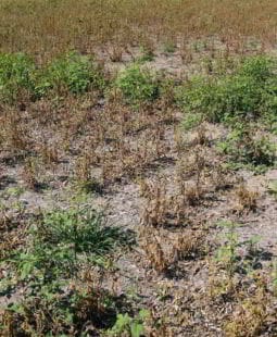 Degradación de la cobertura vegetal en el municipio Sierra de Cubitas. Cuba