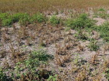 Degradación de la cobertura vegetal en el municipio Sierra de Cubitas. Cuba