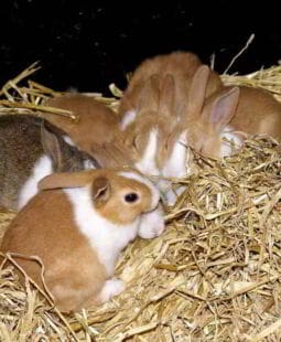 Evaluación económica, social y ambiental de un proyecto cunícola en Cuba